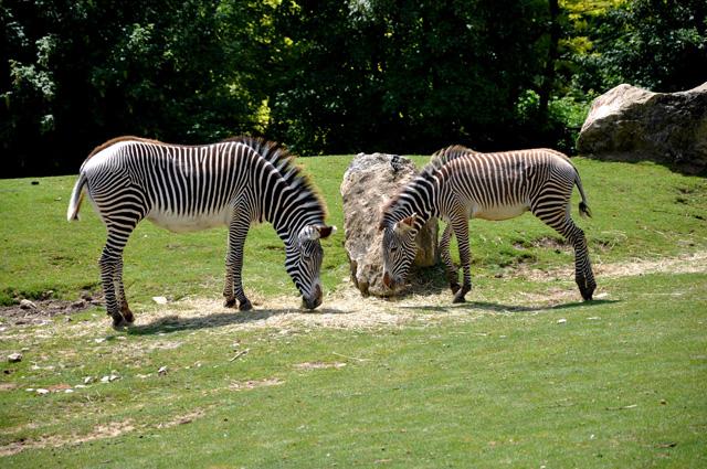 min 2013 07 06 beauval 086